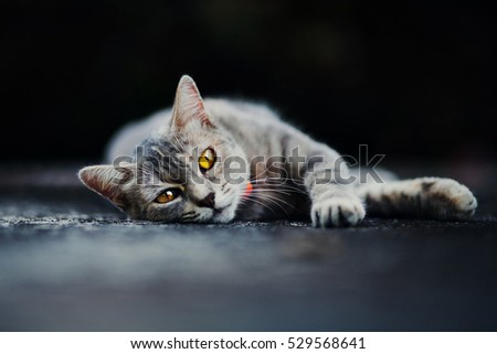 Gray cat with yellow eyes lying on the pavement and looking at the camera
