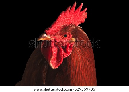 Portrait of red rooster isolated on black,symbol, the signs of the zodiac, farm