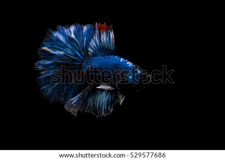 beta fish haft-moon blue and back on back background