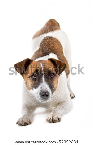 jack russel terrier dog on a white background