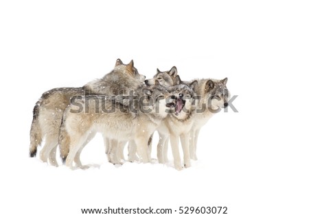 Timber wolves or grey wolves Canis lupus, isolated on white background, timber wolf pack standing in the falling snow in Canada
