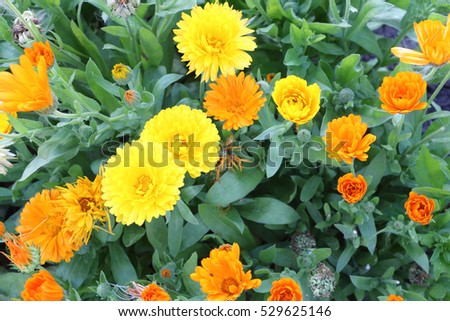 Yellow flowers of a calendula is on a meadow
