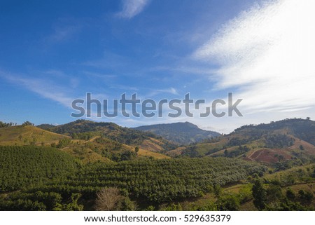 The agriculture on the mountain in Thailand.