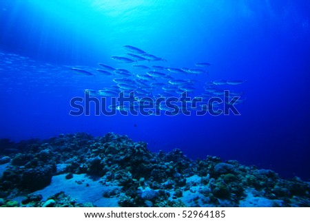 Shoal of Mackerel beneath fishing boat
