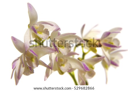 beautiful pink and white hanging dendrobium kingianum  species orchid plant flower branch isolated on with space for text  