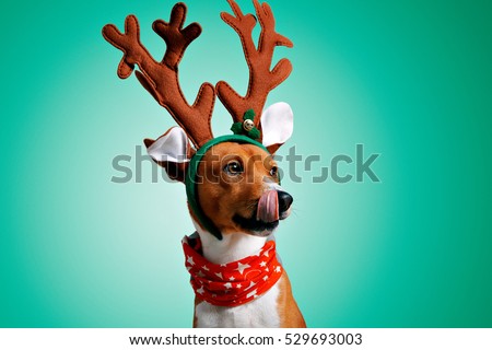 Close up portrait of funny beautiful dog wearing christmas deer costume, looking on side and licking himself, isolated on green background