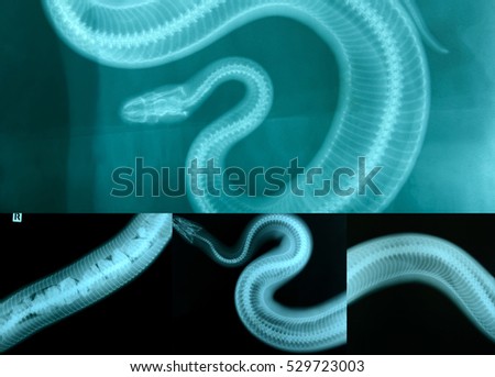 x ray picture of wild snake skeleton