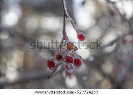 Bunch of rowan coated ice in the winter forest