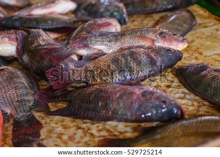 Tilapia,fish.
