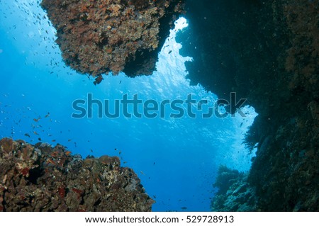 Beautiful underwater cave, Red sea, Egypt.