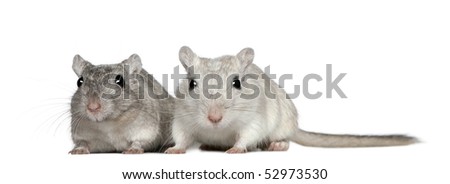 Two Gerbils, 2 years old, in front of white background
