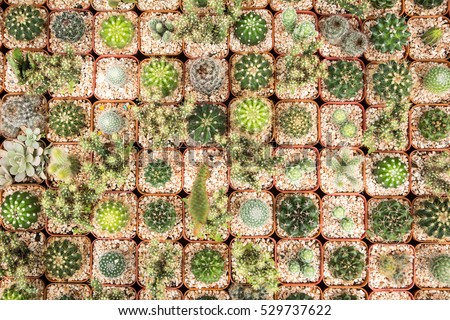 Cactus on wooden background, Cactus in pot background.(Many cactus in pot) (cactus background)