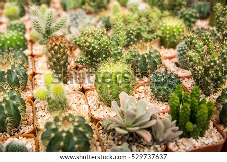 Cactus on wooden background, Cactus in pot background.(Many cactus in pot) (cactus background)