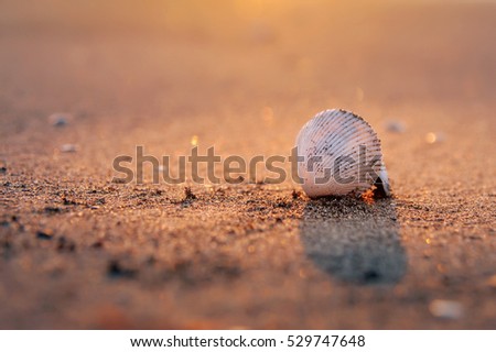 Seashell on beach - close up shoot. Contain image blurred. Background concept.