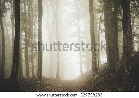 forest path on foggy day