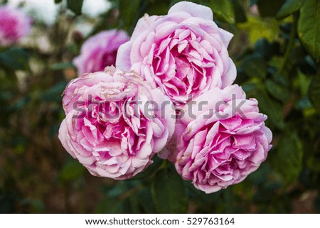 pink rose (flowers of love)