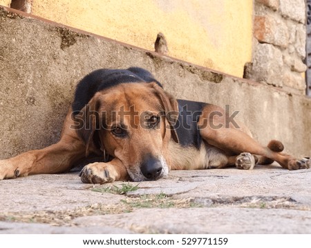 Elba Island , Italy: Dog sleeping near the wall