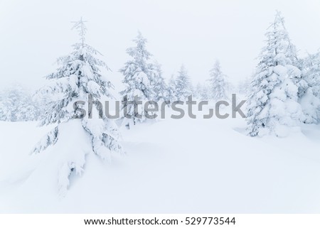 Winter landscape with fir forest covered with snow. Overcast day