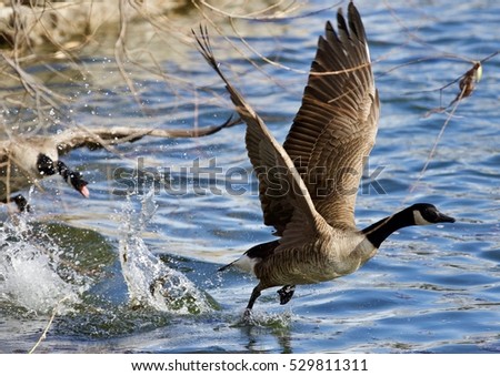 Beautiful isolated photo of a wild Canada goose running away