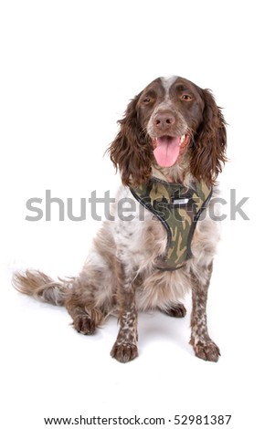 Small MÃ¼nsterlÃ¤nder, munsterlander  isolated on a white background
