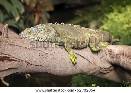 Lazy iguana rests on tree branch - landscape exterior