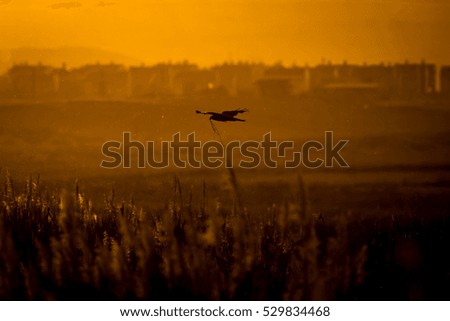 hawk flying to nest
sunset nature and city background