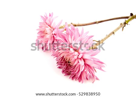 Pink chrysanthemum flower on a long stem on a white background is insulated