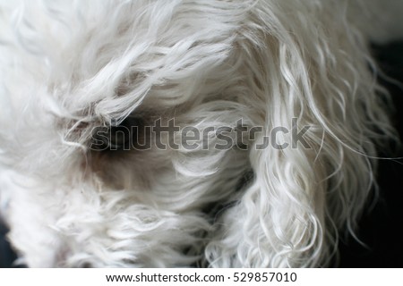 Puppy Dog Stock Photo High Quality 