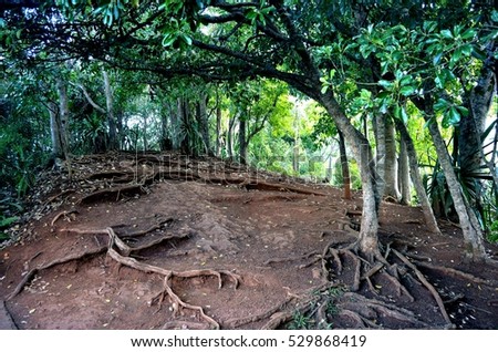 Roots trees in Mauritius