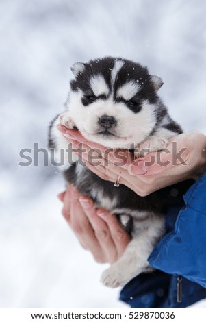 little puppies siberian husky wolf dog in hands in winter forest outdoor