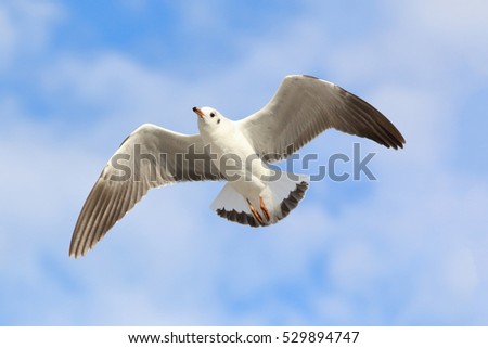 Beautiful Seagull flying in the sky.
