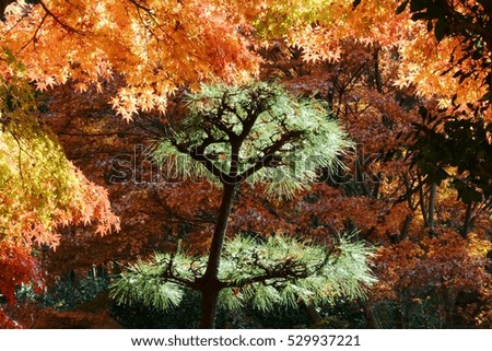 green pine tree and colored leaves of  maple in japanese park