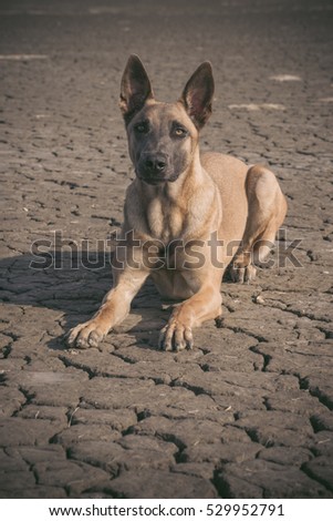 Malinois dog on craked soil