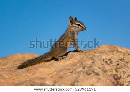 Closeup of american squirrel on the rock
