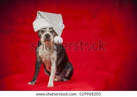 Boston terrier dog with Christmas disguise in front of red backdrop