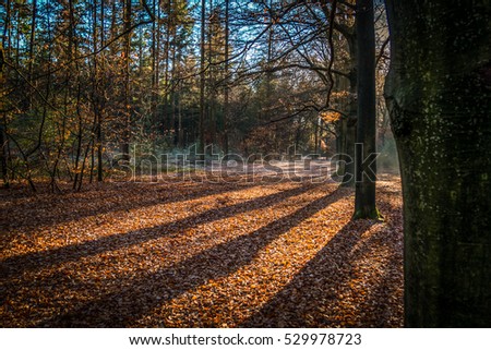 Bright colorful autumn colors in a sunny forrest. Picture taken during autumn. 