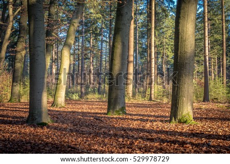 Bright colorful autumn colors in a sunny forrest. Picture taken during autumn. 