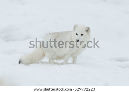 arctic fox in snow Royalty-Free Stock Photo #529992223