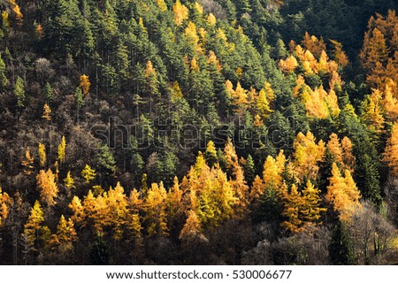 Contrast between larch trees and pine trees in autumn season