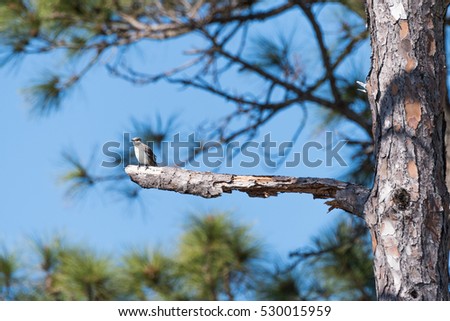 Mockingbird sits on edge of limb