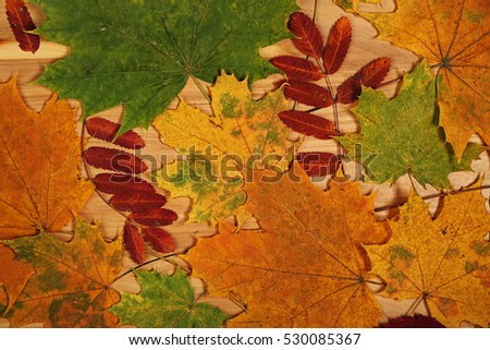 Autumn colored leaves on wooden background