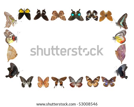Butterfly frame background isolated in white