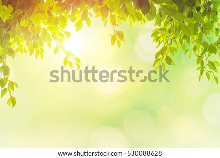 Summer branch with fresh green leaves.Green Energy.color spring nature sun tree sunny 