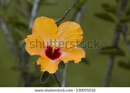 Beautiful orange flower in a field