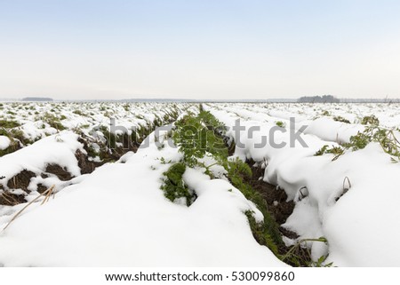  an agricultural field which shows no crop harvested carrots covered with snow. Autumn season. The photo was taken close-up and see the furrows. Small depth of field.