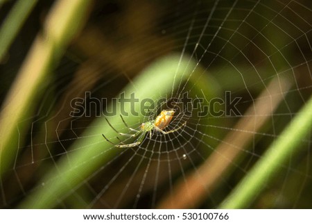 Spider on nature leaves as background