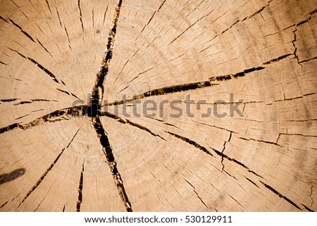 wood rings of tree cut texture and background