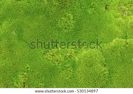 Blurred and defocused of vivid green moss background.