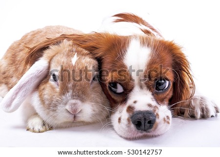 Dog and rabbit together. Animal friends. Sibling rivalry rabbit bunny pet white fox rex satin real live lop widder nhd german dwarf dutch with cavalier king charles spaniel dog. Christmas animals.