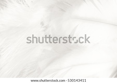  white feather texture background